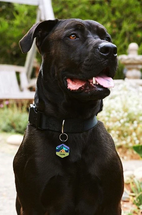 Base Camp Silicone Dog ID Tag - Image 10