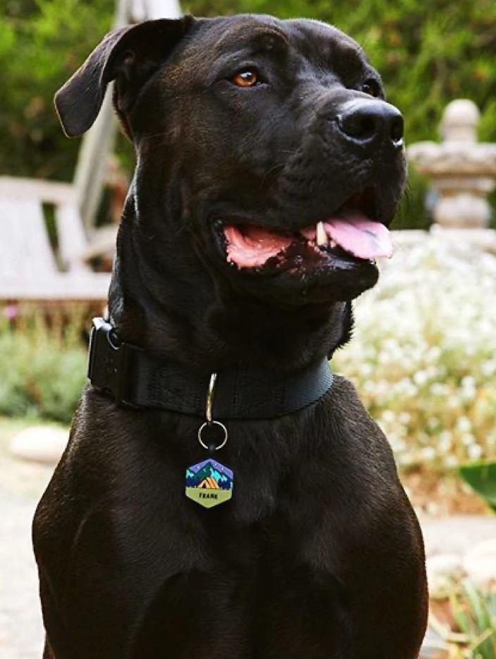 Base Camp Silicone Dog ID Tag - Image 2