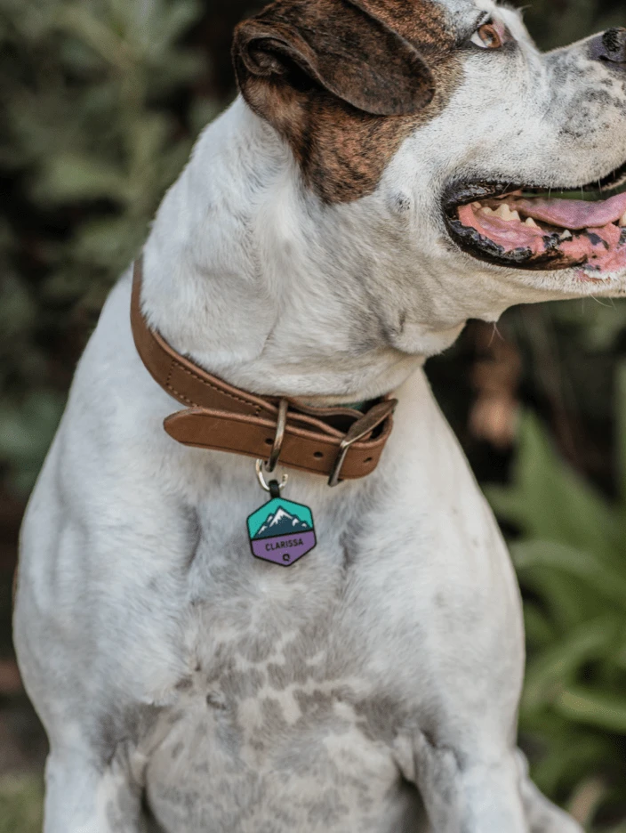 Frost Mountain Silicone Dog ID Tag - Image 2