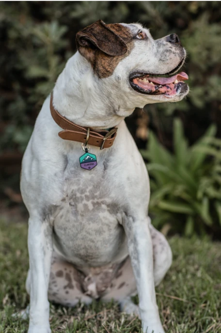 Neon Mountain Silicone Dog ID Tag - Image 9