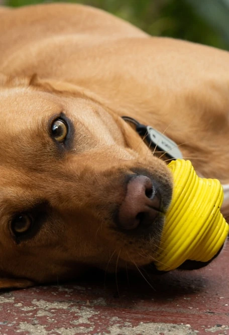 QALO Ruff Ridge Mini - Image 5