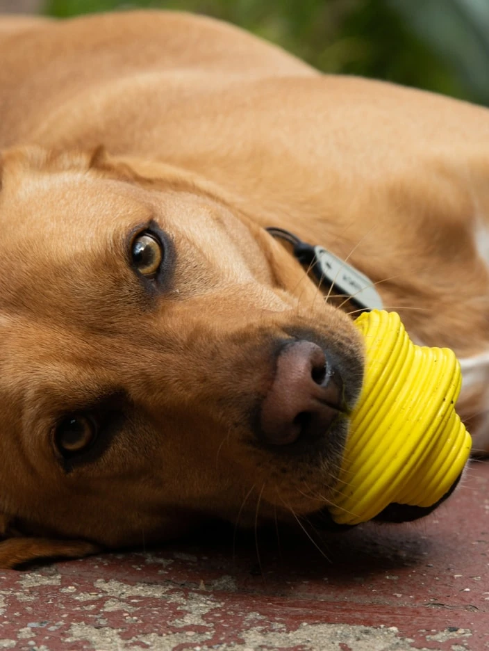 QALO Ruff Ridge Mini - Image 2