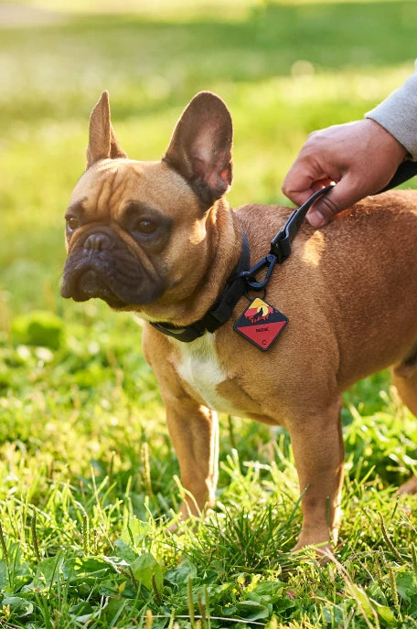 Charcoal QALO Collar & Sunrise Wild One TraQ Dog ID Tag Set - Image 5