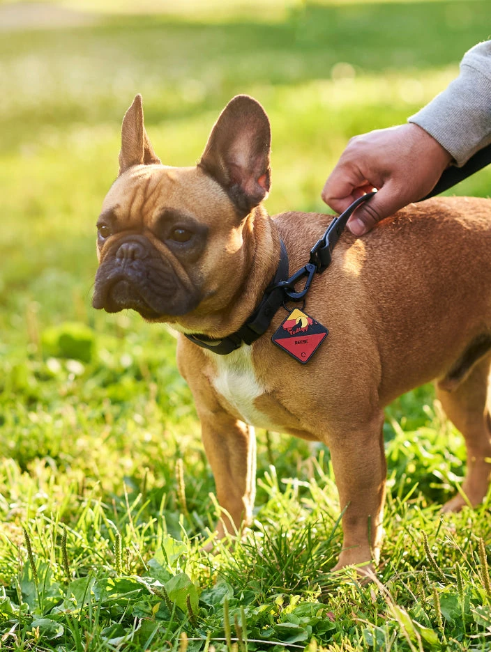 Charcoal QALO Collar & Sunrise Wild One TraQ Dog ID Tag Set - Image 2