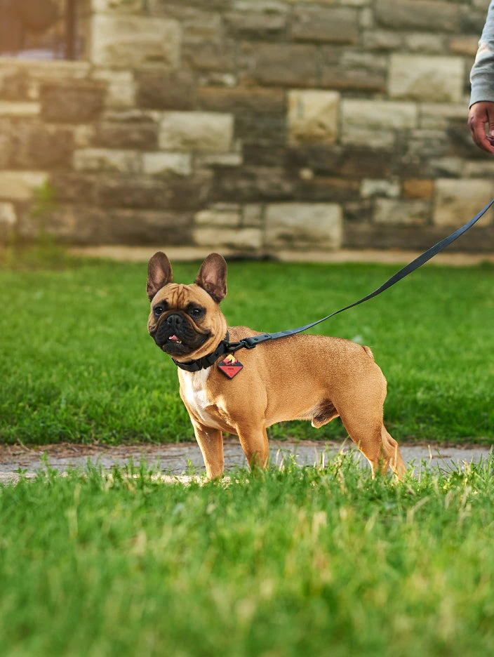 Charcoal QALO Collar & Sunrise Wild One TraQ Dog ID Tag Set - Image 3