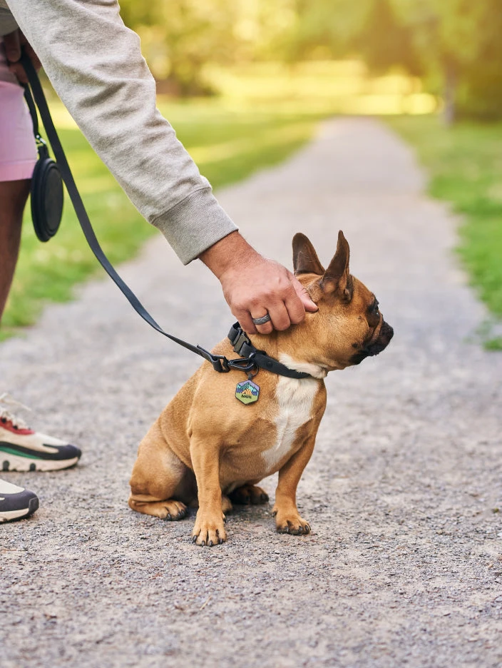 Sky Blue QALO Collar & Frost Mountain Silicone Dog ID Tag Set - Image 8