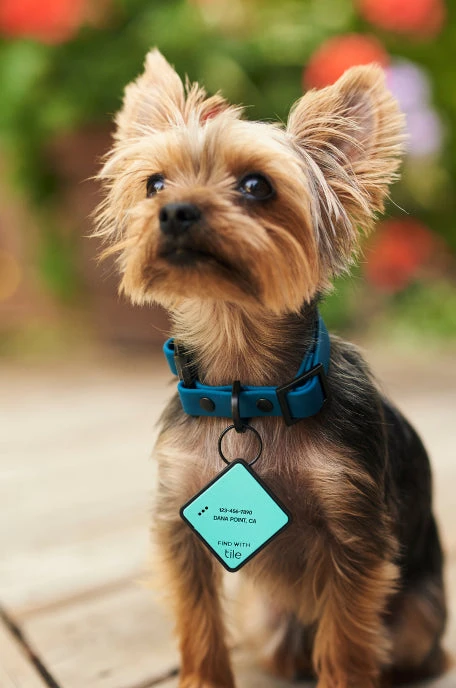 Charcoal QALO Collar & Sunrise Wild One TraQ Dog ID Tag Set - Image 6