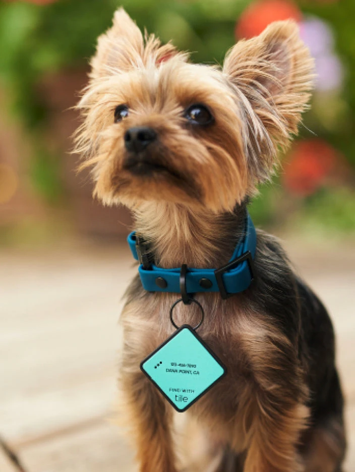 Charcoal QALO Collar & Sunrise Wild One TraQ Dog ID Tag Set - Image 7