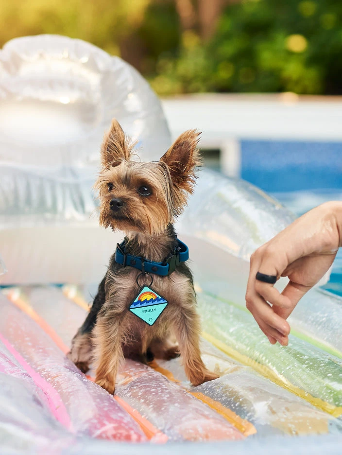 Charcoal QALO Collar & Sunrise Wild One TraQ Dog ID Tag Set - Image 8