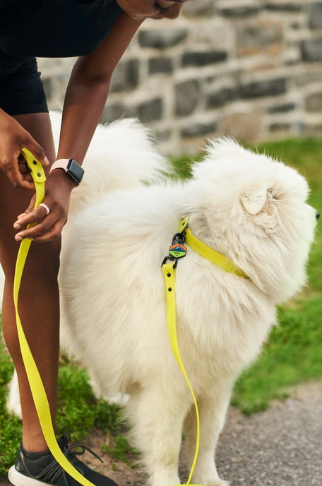 Electric QALO Leash & Collar Set - Image 5