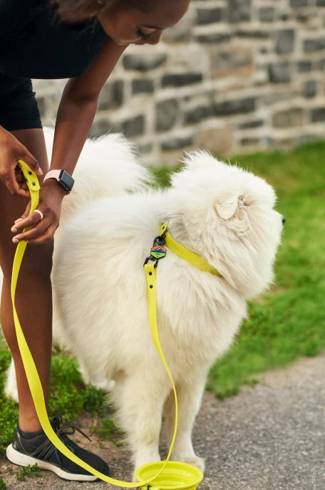 Electric QALO Leash & Collar Set - Image 6