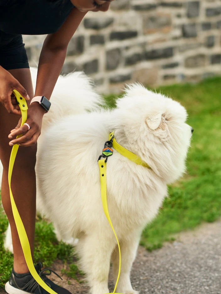 Electric QALO Leash & Collar Set - Image 2