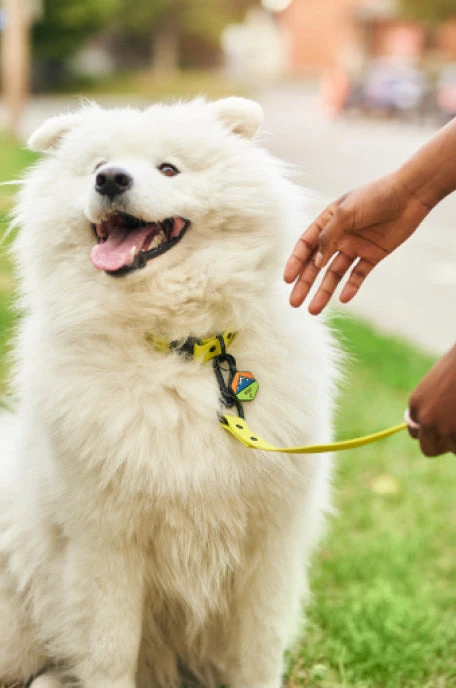 Sky Blue QALO Leash & Collar & Frost Mountain Silicone Dog ID Tag Set - Image 6