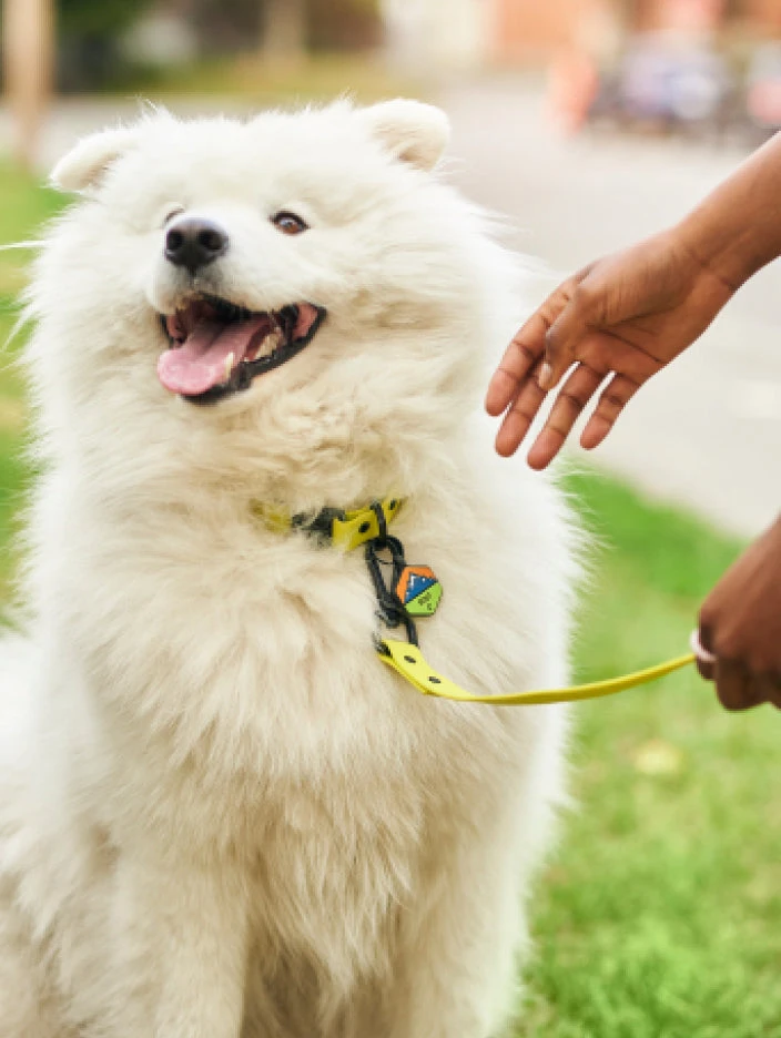 Sky Blue QALO Leash & Collar & Frost Mountain Silicone Dog ID Tag Set - Image 7