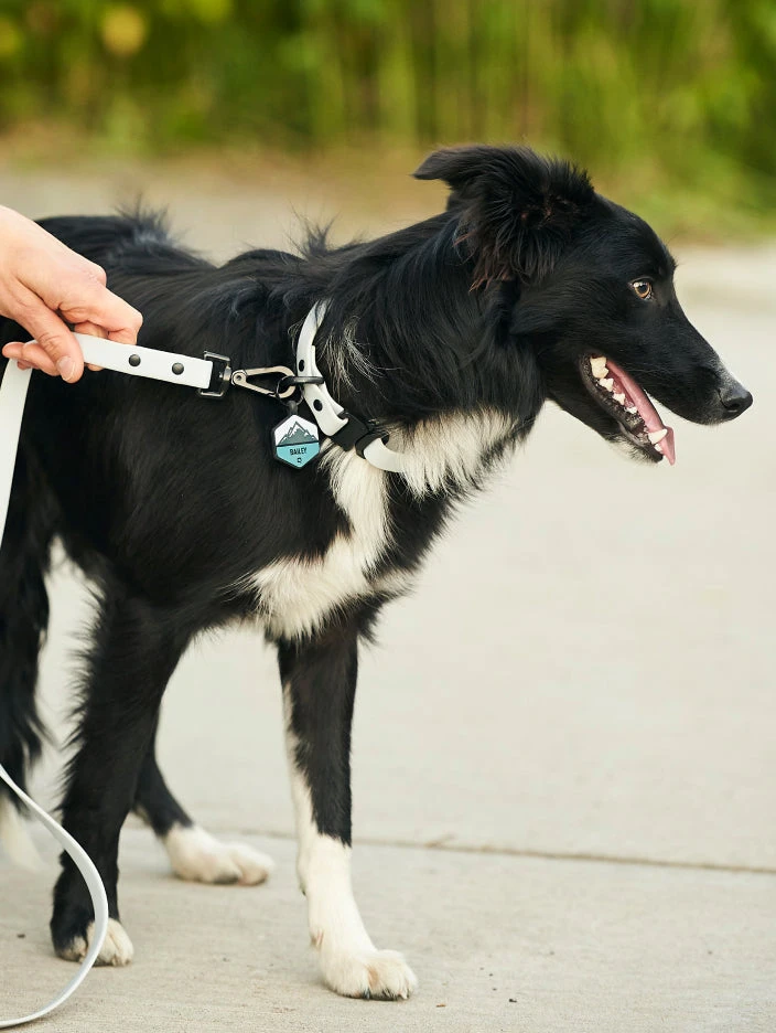 Sky Blue QALO Collar & Frost Mountain Silicone Dog ID Tag Set - Image 2