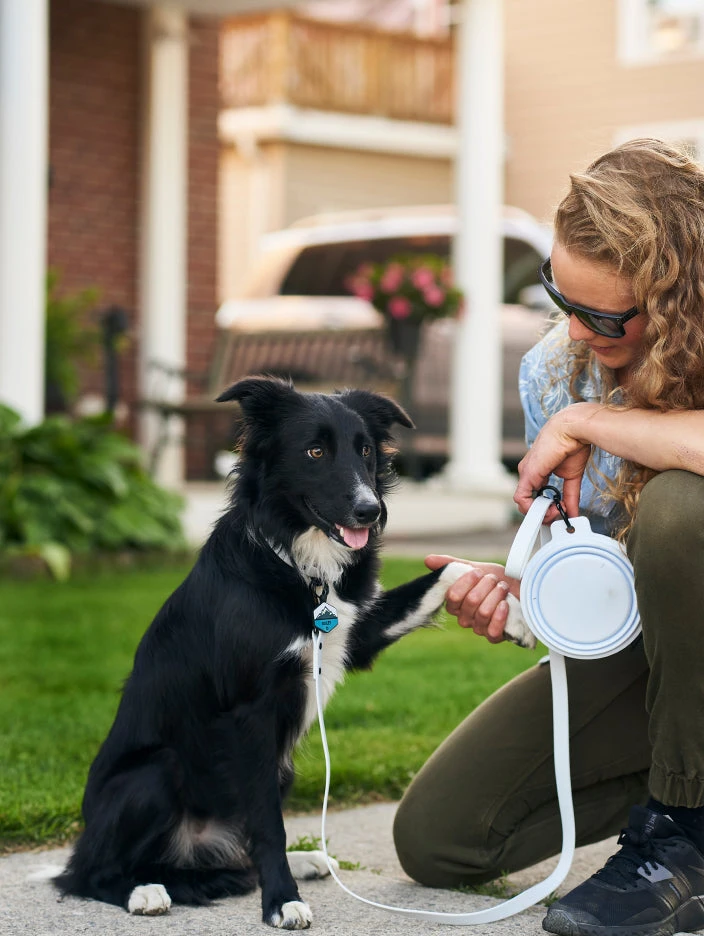 Sky Blue QALO Collar & Frost Mountain Silicone Dog ID Tag Set - Image 3