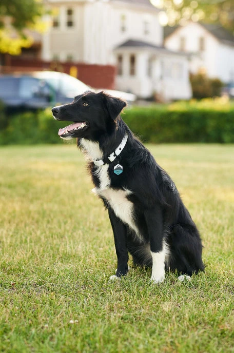 Sky Blue QALO Leash & Collar & Frost Mountain Silicone Dog ID Tag Set - Image 5