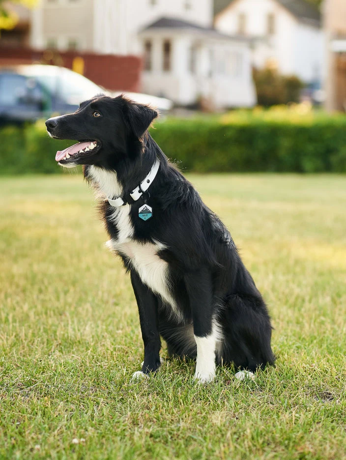 Sky Blue QALO Leash & Collar & Frost Mountain Silicone Dog ID Tag Set - Image 2