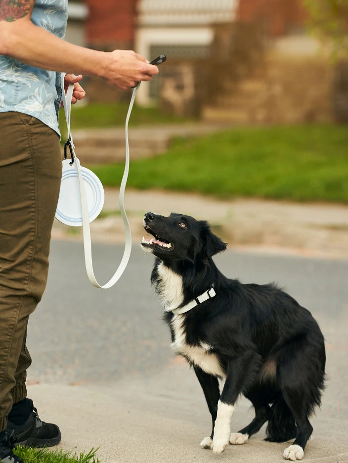 Sky Blue QALO Leash & Collar & Frost Mountain Silicone Dog ID Tag Set - Image 3
