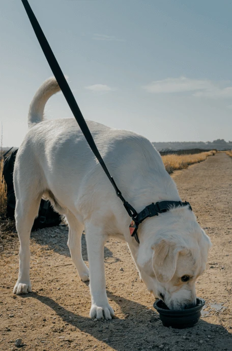 Electric QALO Leash & Collar Set - Image 7