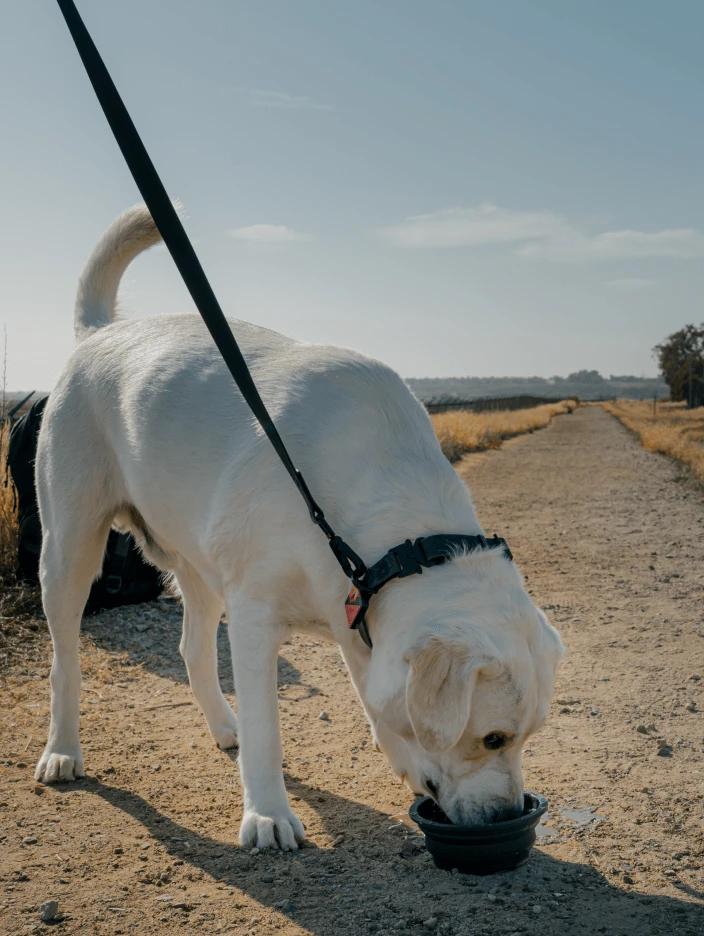 Electric QALO Leash & Collar Set - Image 8